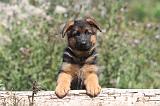 BERGER ALLEMAND 150